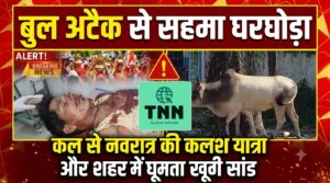 बुल अटैक से सहमा घरघोड़ा! कल कलश यात्रा और शहर में खुला घूमता खूंखार सांड