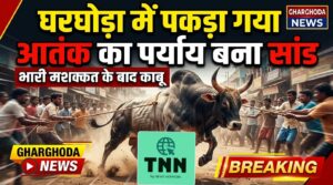 घरघोड़ा में पकड़ा गया आतंक का पर्याय बना सांड, स्थानीय युवाओं ने दिखाई हिम्मत